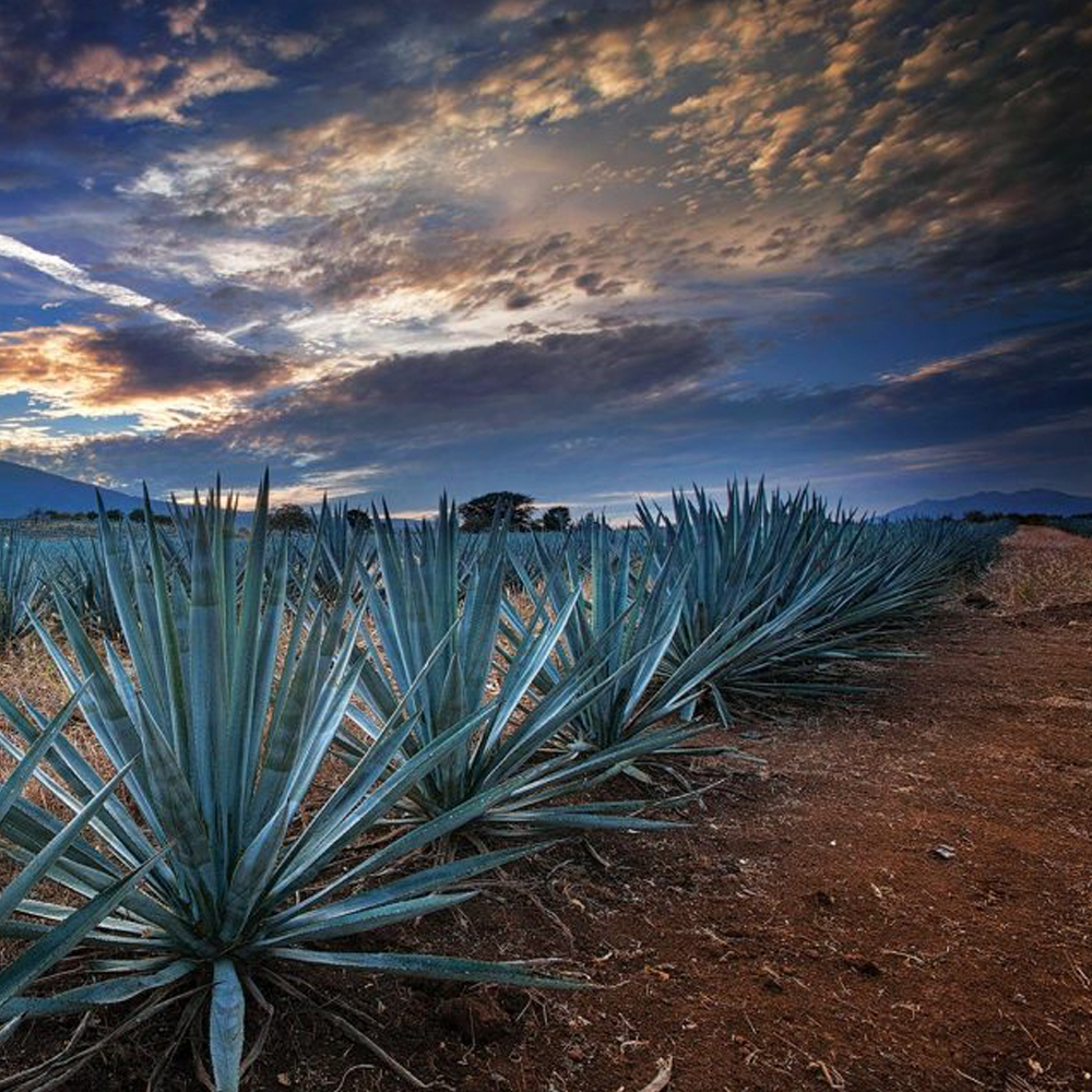 Avistamiento de Ballenas - Image 2